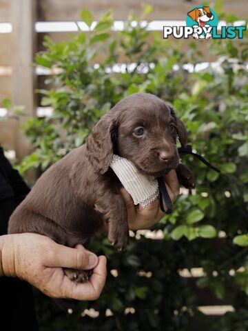 Long haired Miniature Dachshund Puppies