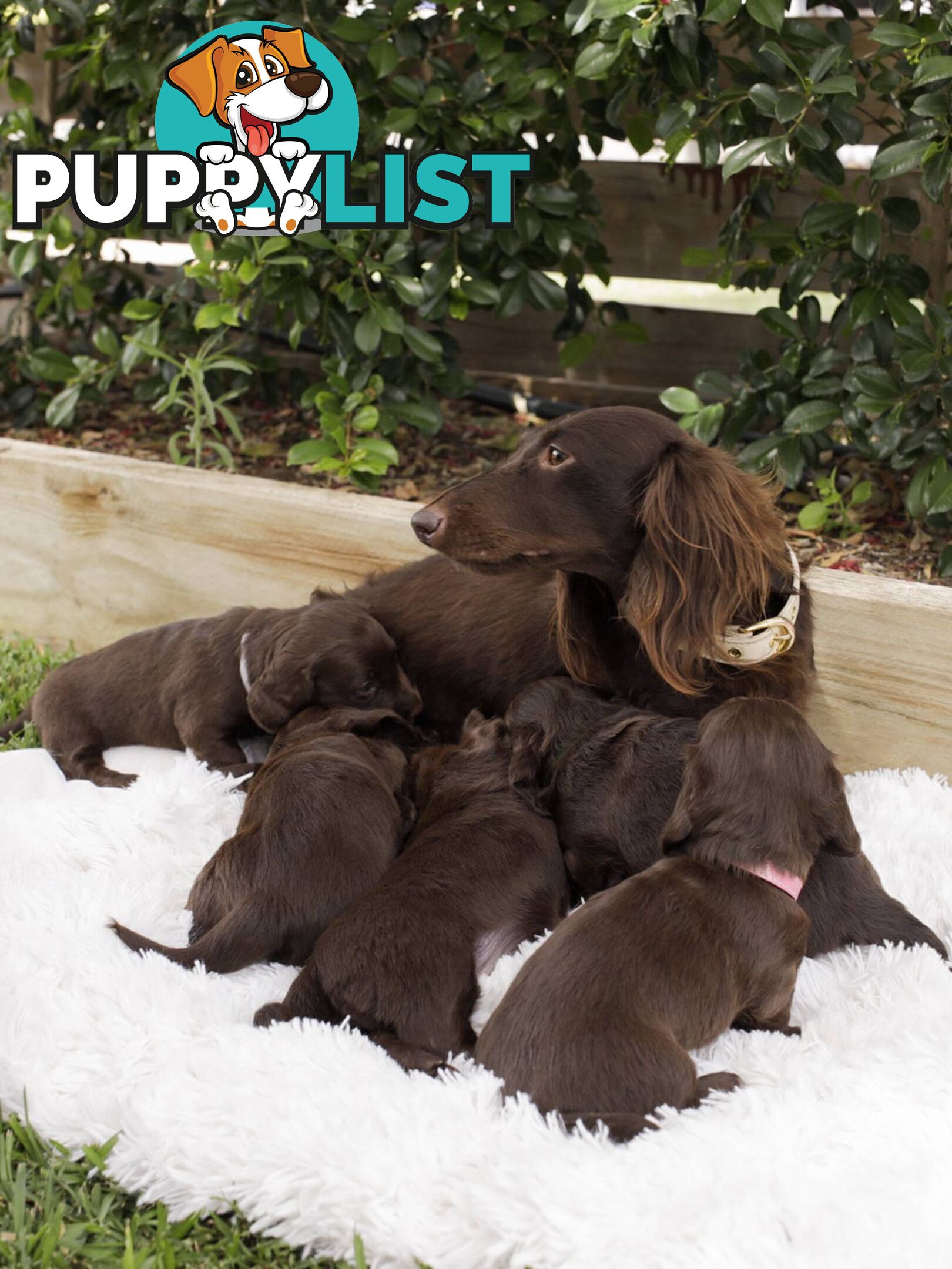 Long haired Miniature Dachshund Puppies