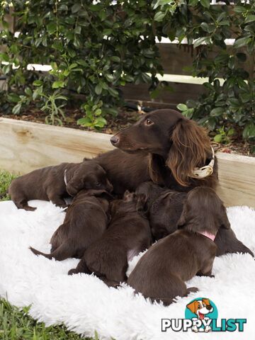 Long haired Miniature Dachshund Puppies