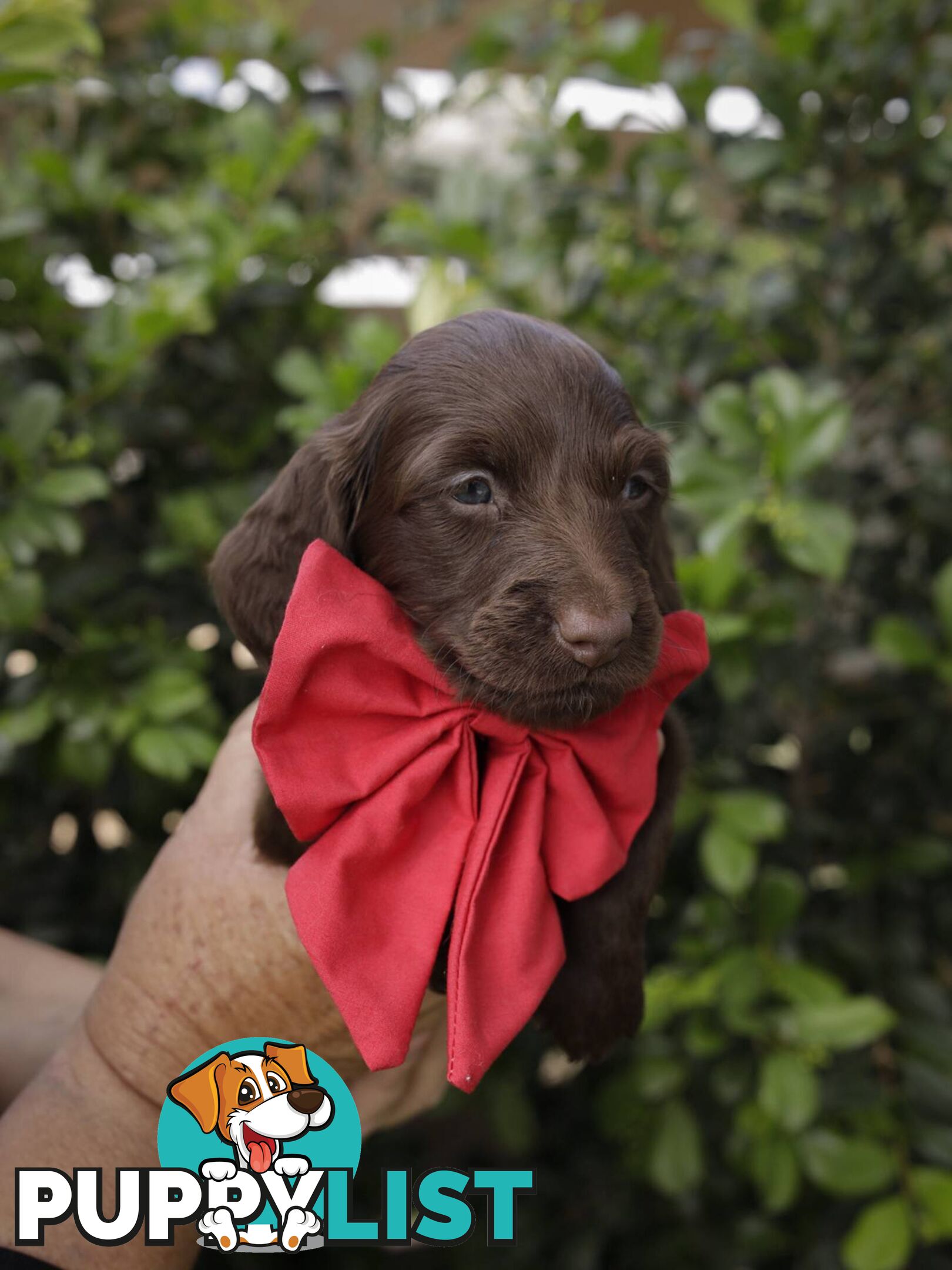 Long haired Miniature Dachshund Puppies