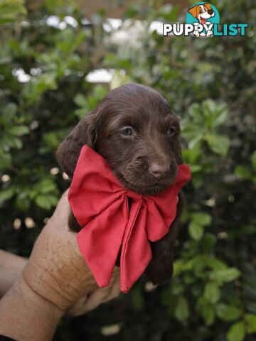 Long haired Miniature Dachshund Puppies