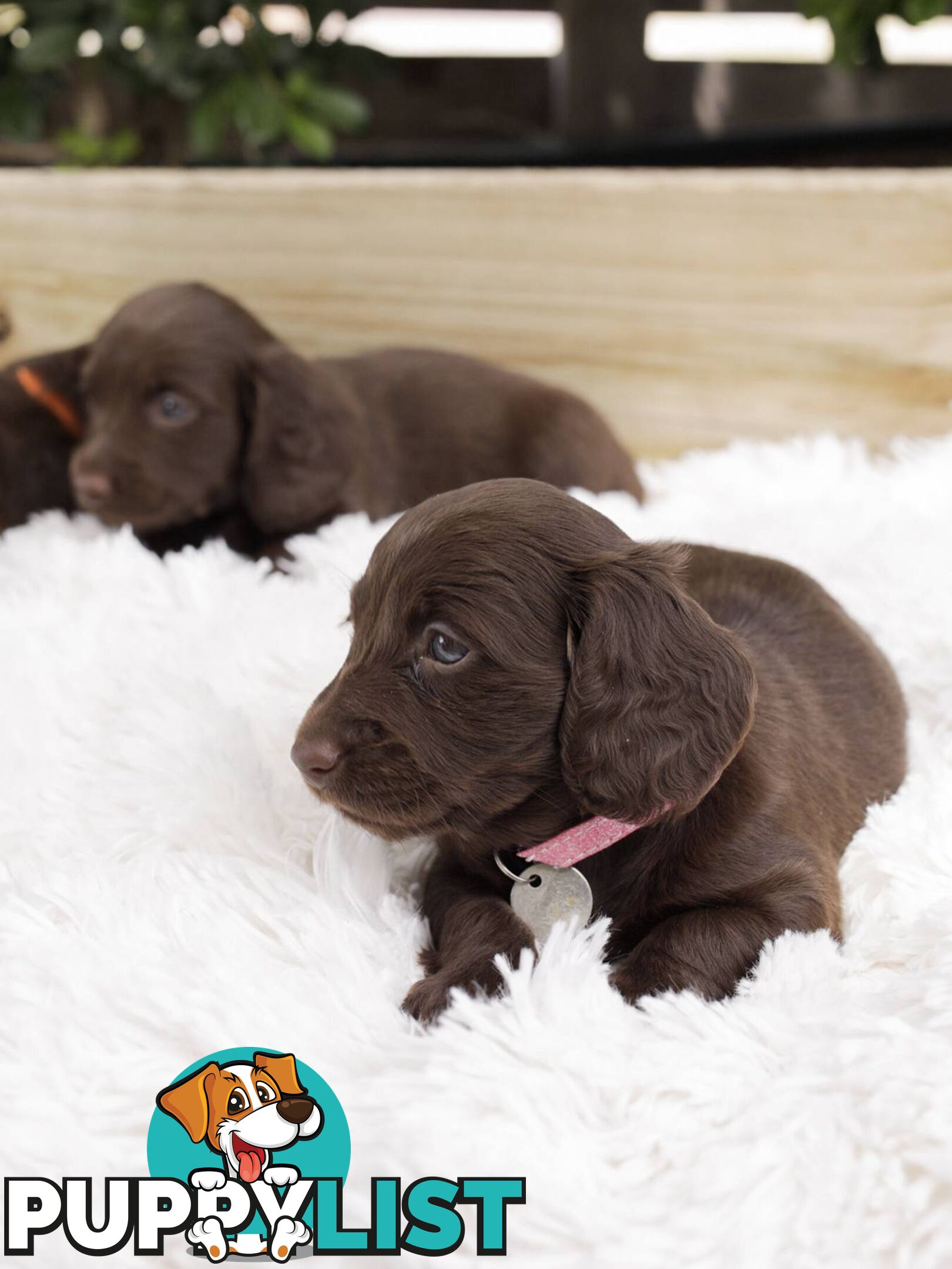 Long haired Miniature Dachshund Puppies