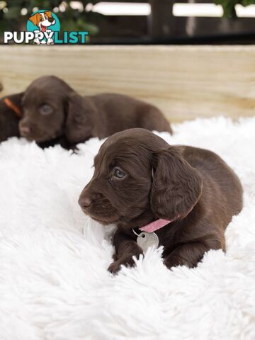 Long haired Miniature Dachshund Puppies