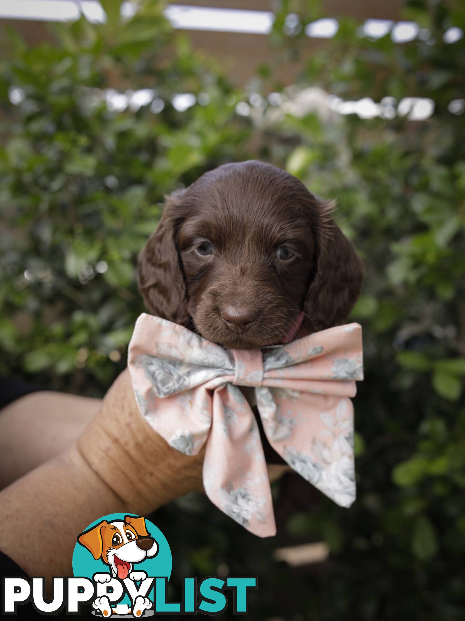 Long haired Miniature Dachshund Puppies