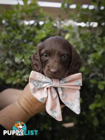 Long haired Miniature Dachshund Puppies