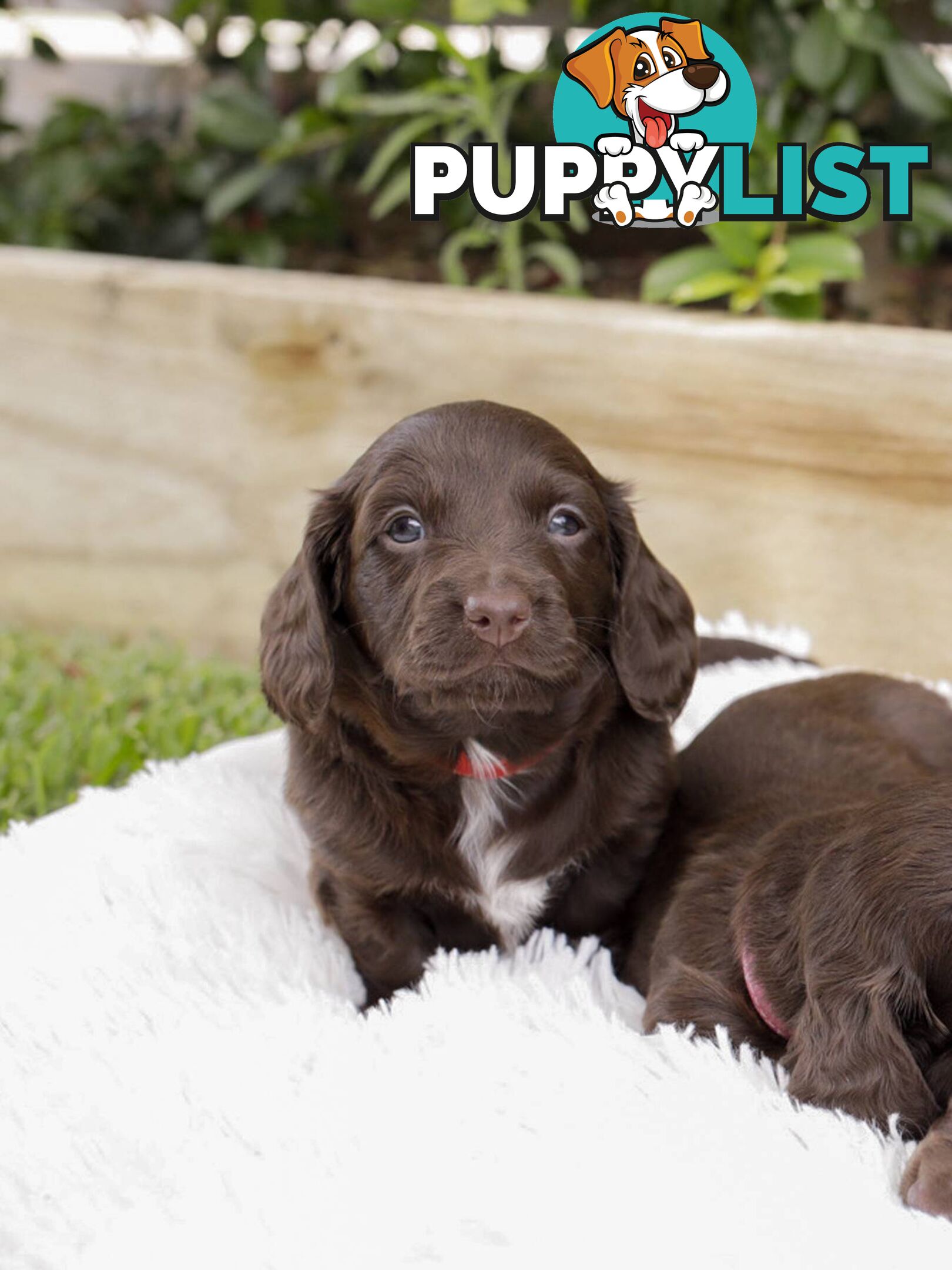 Long haired Miniature Dachshund Puppies