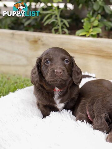 Long haired Miniature Dachshund Puppies