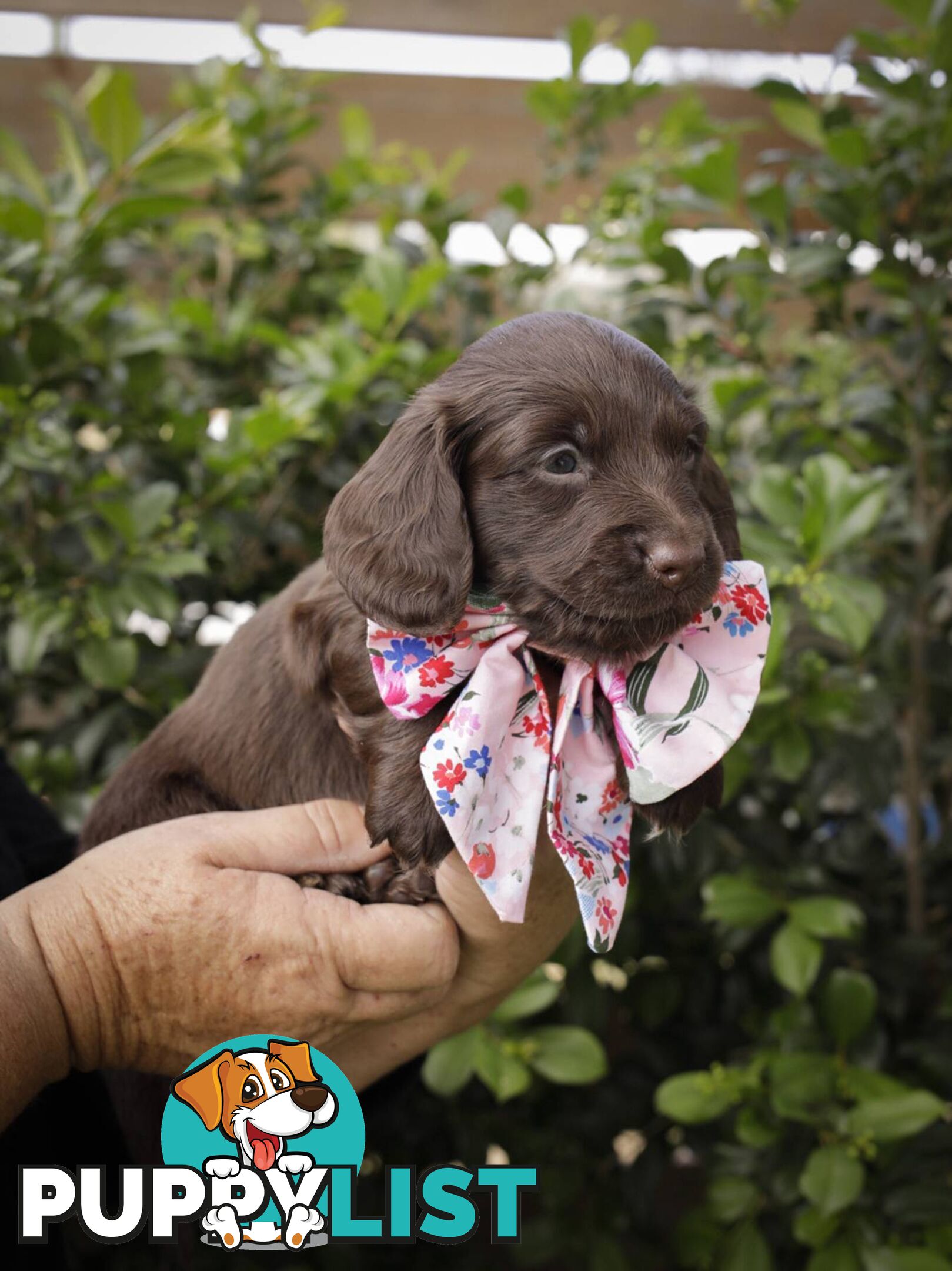 Long haired Miniature Dachshund Puppies