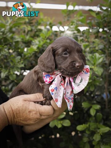 Long haired Miniature Dachshund Puppies