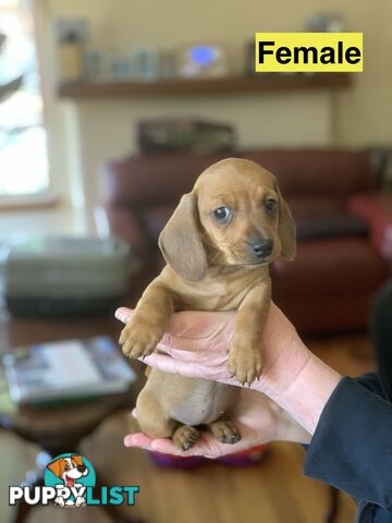 Miniature smooth haired dachshund