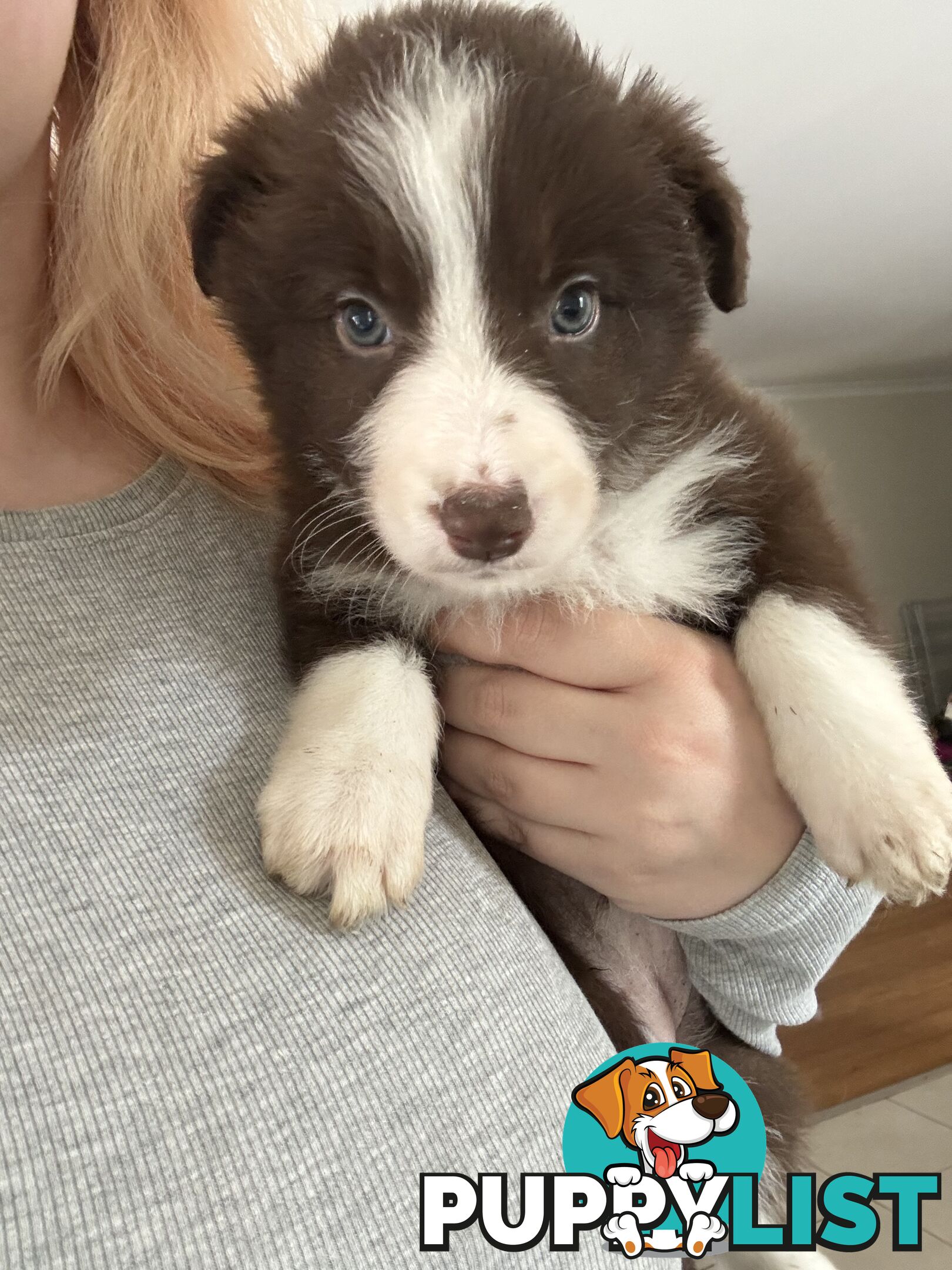 Border collie puppies