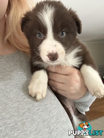 Border collie puppies