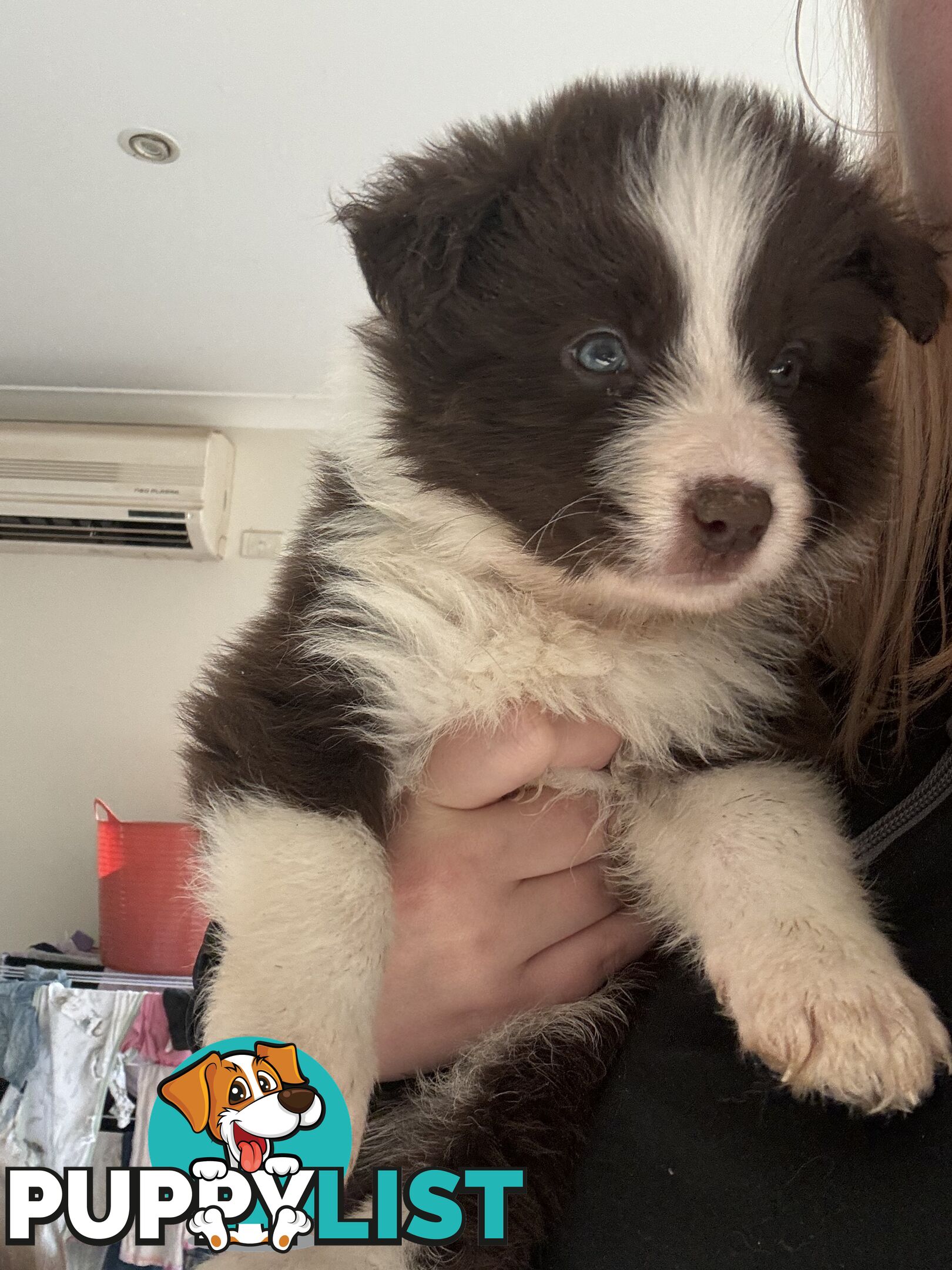 Border collie puppies