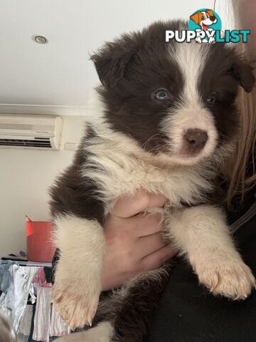 Border collie puppies