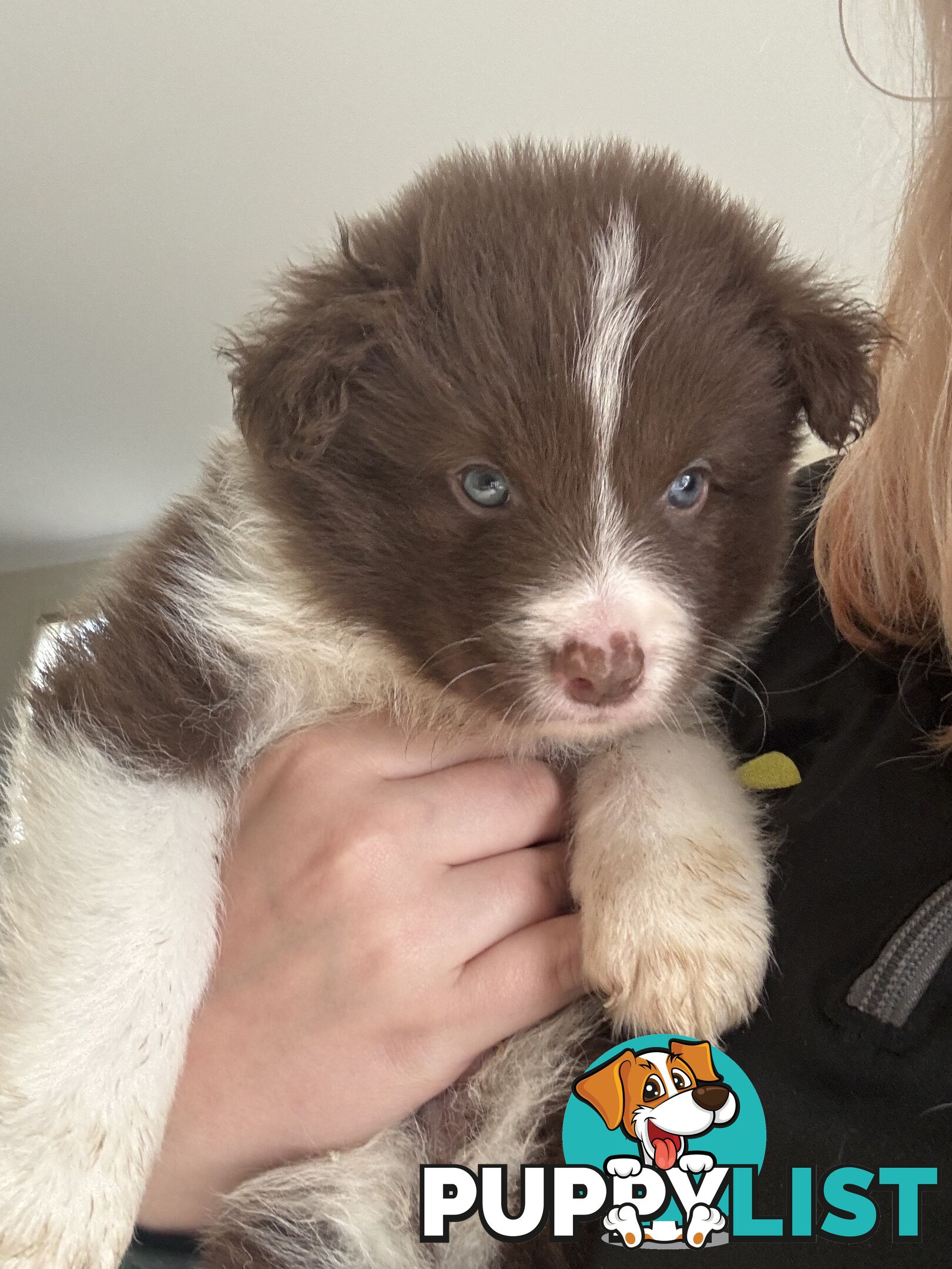 Border collie puppies