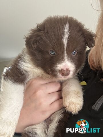 Border collie puppies