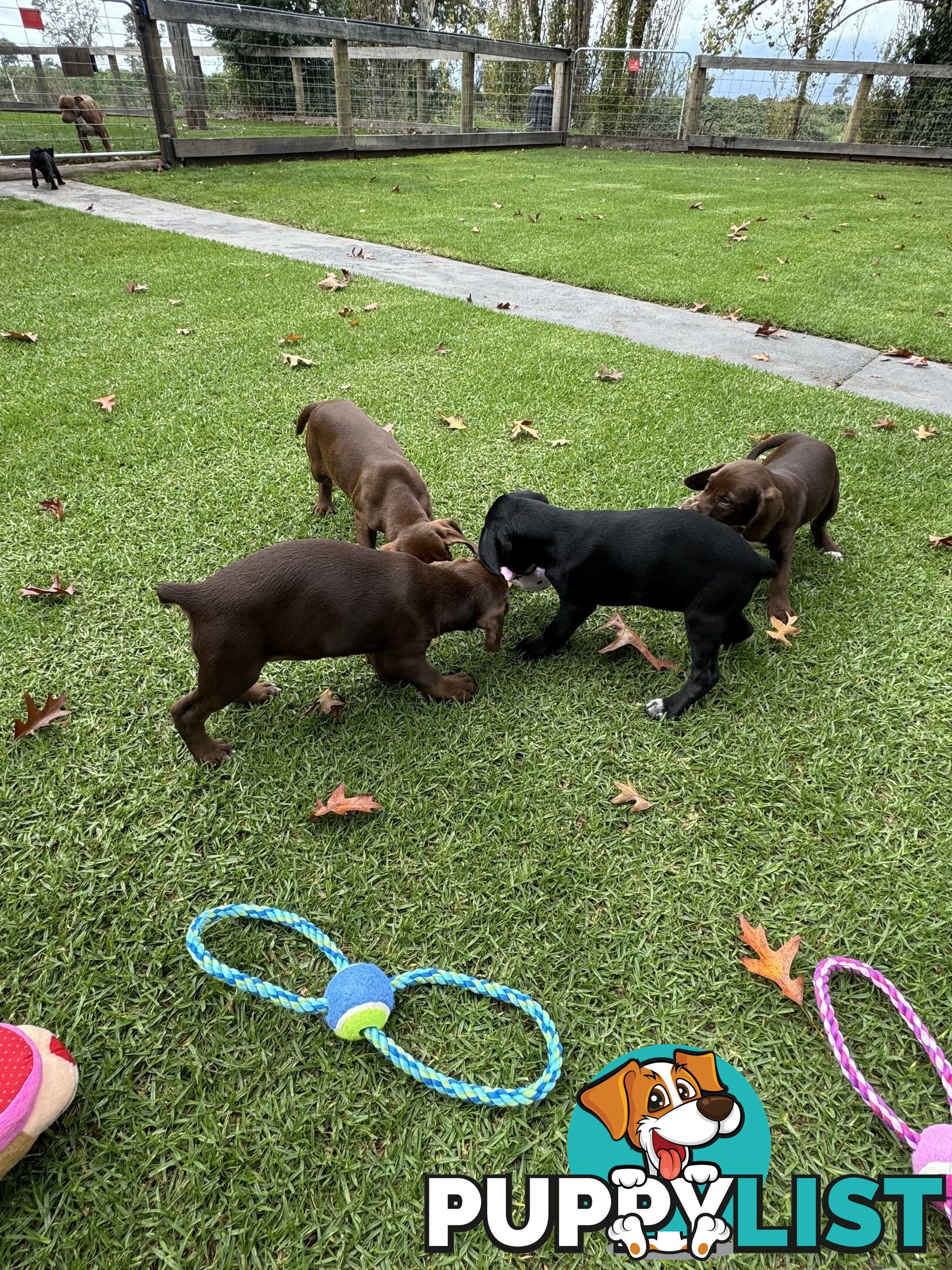 American Staffy x Cocker Spaniel