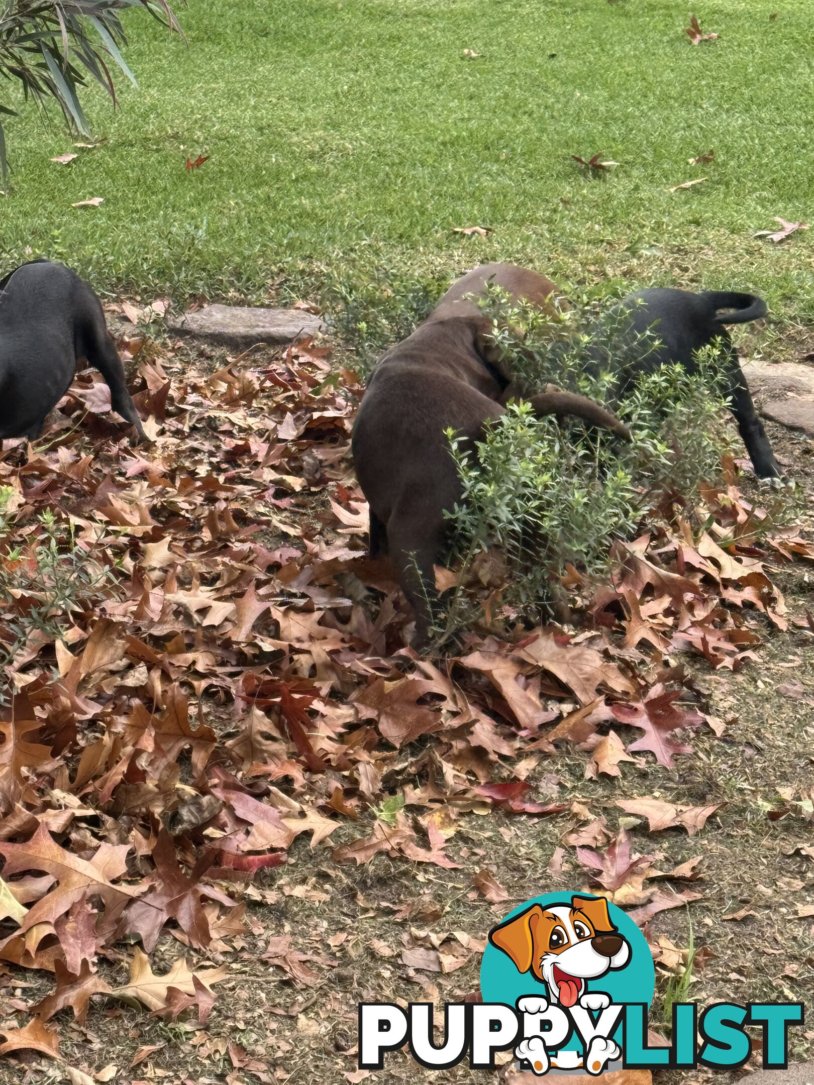 American Staffy x Cocker Spaniel