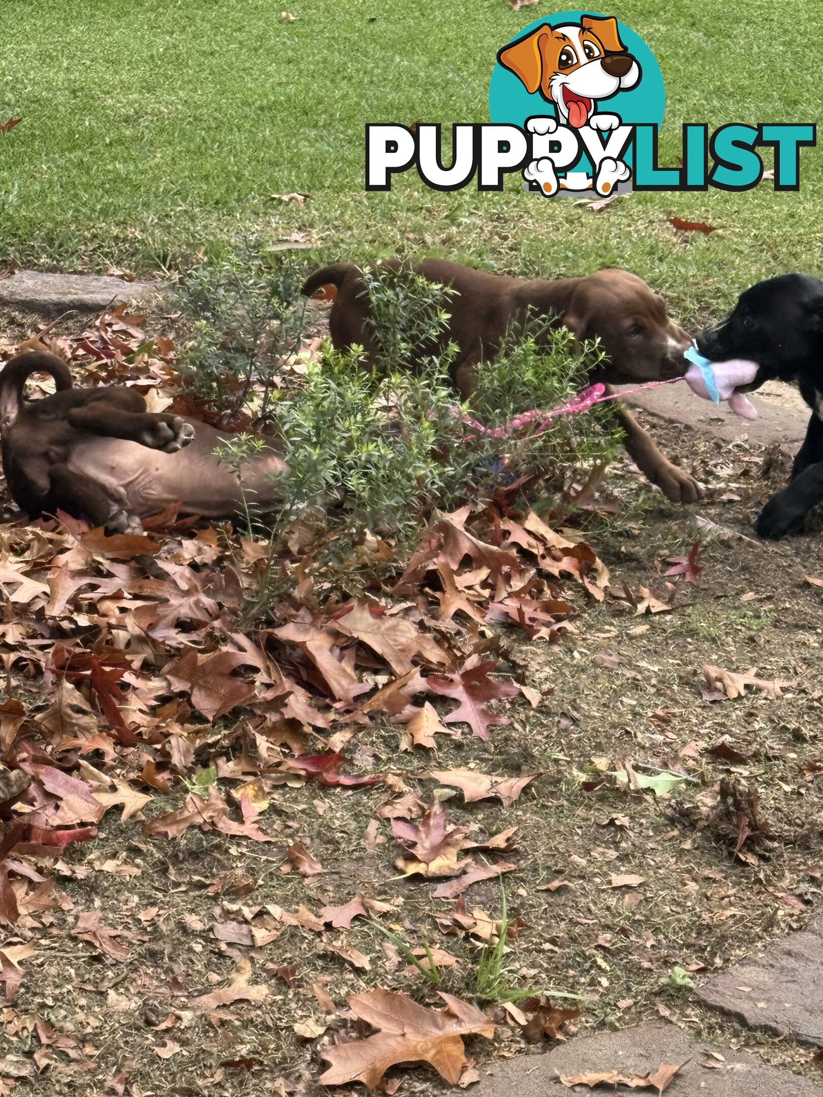 American Staffy x Cocker Spaniel