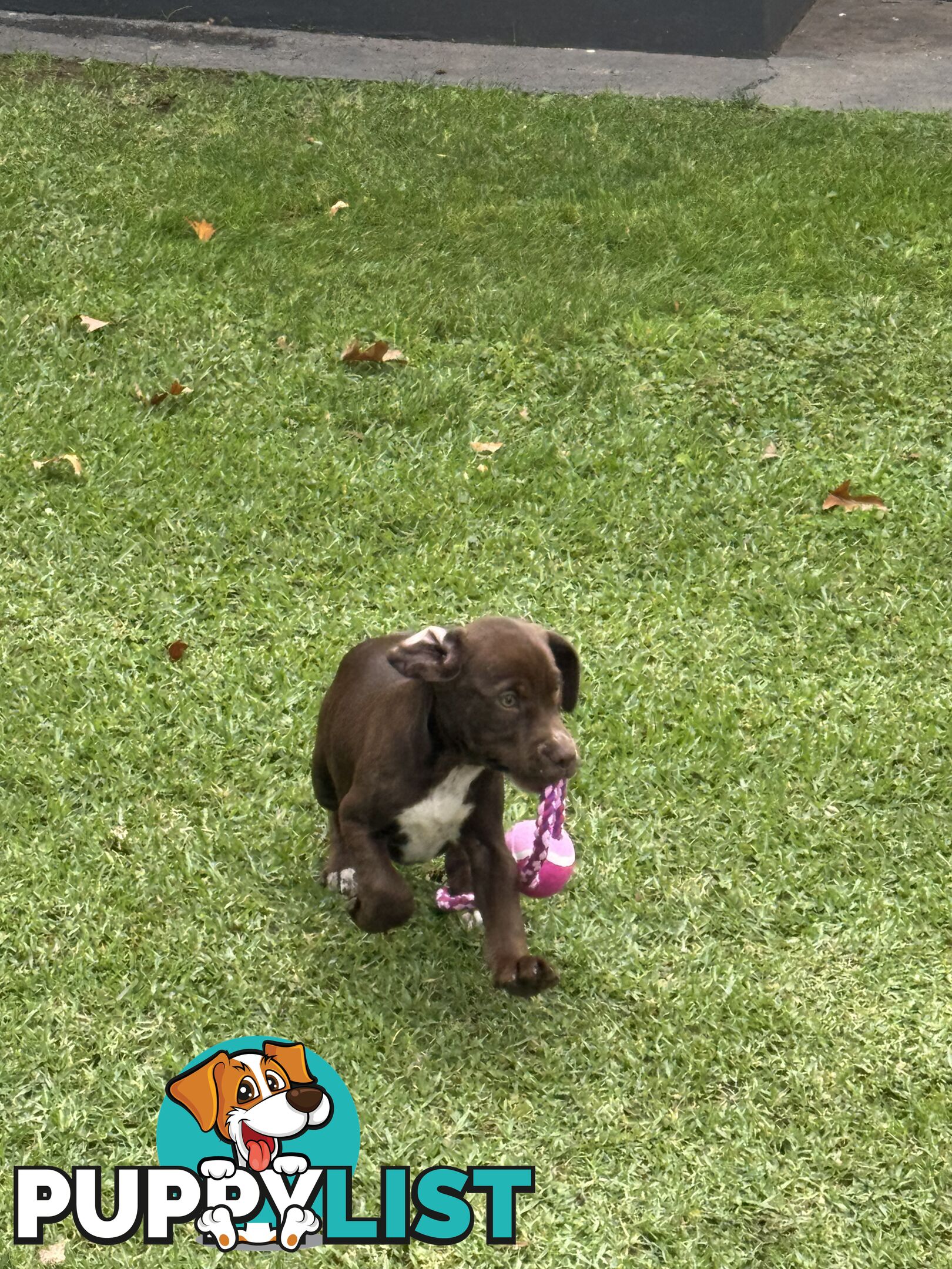 American Staffy x Cocker Spaniel