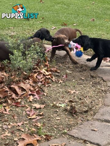 American Staffy x Cocker Spaniel