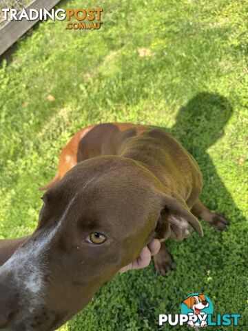 Cocker x American Staffy