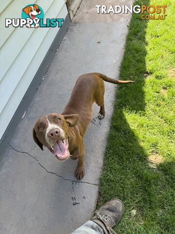 Cocker x American Staffy