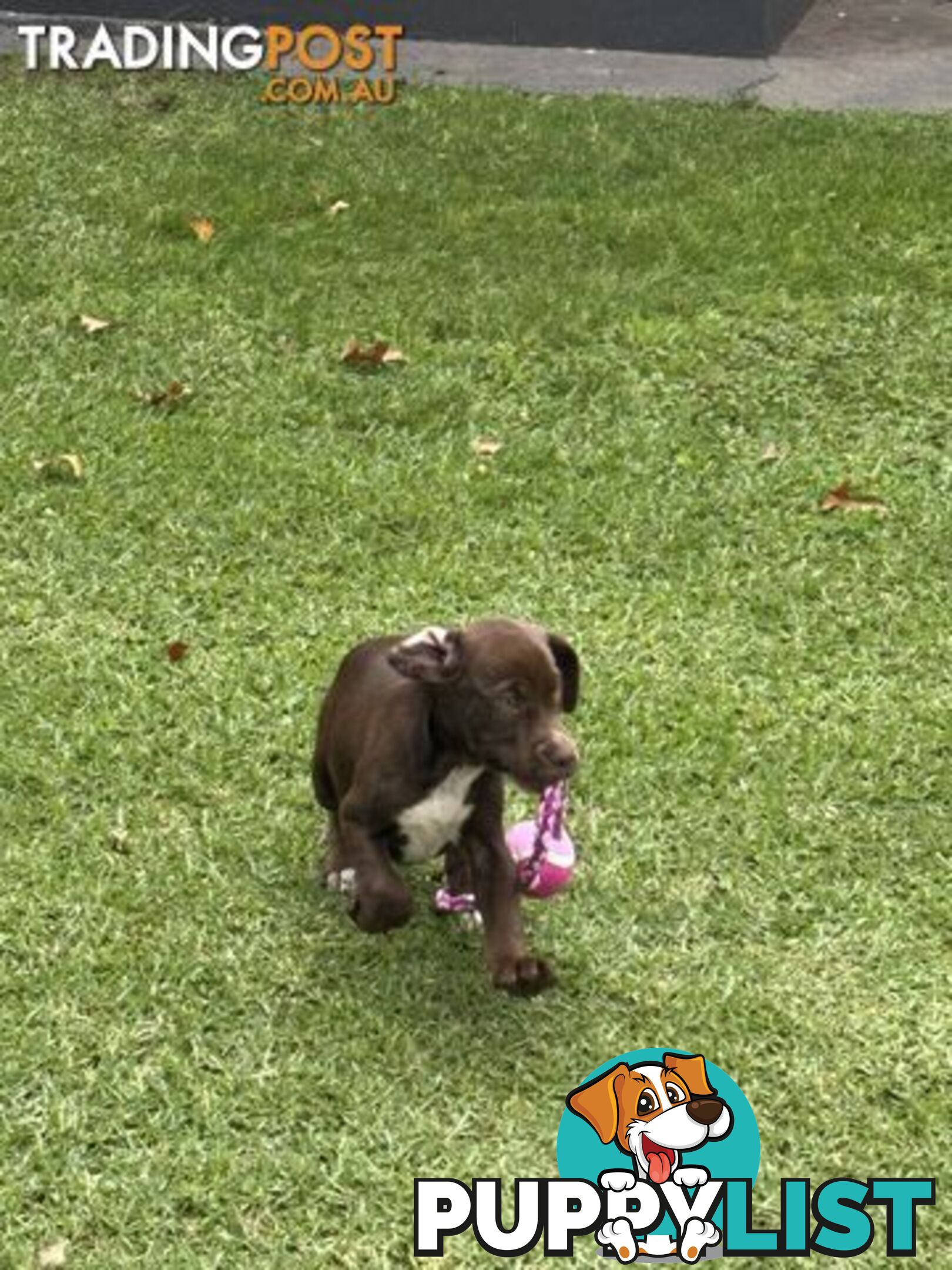 Cocker x American Staffy