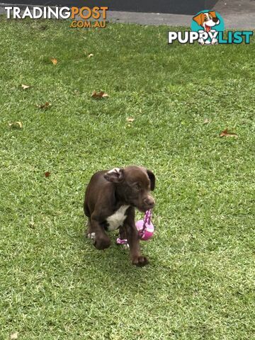 Cocker x American Staffy