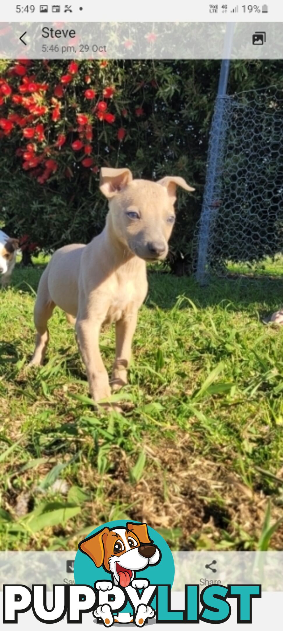 Family Friendly Purebred Whippet Puppies