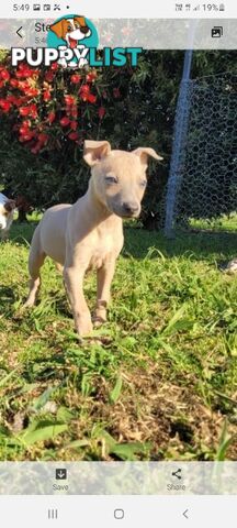 Family Friendly Purebred Whippet Puppies