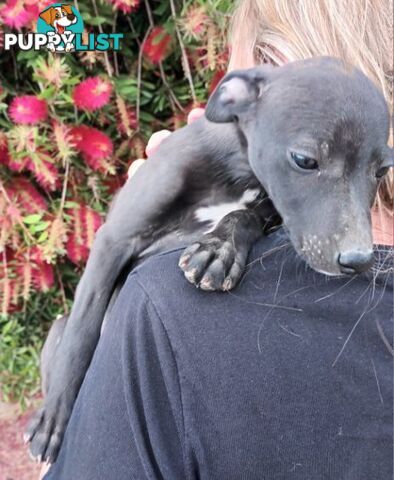 Family Friendly Purebred Whippet Puppies