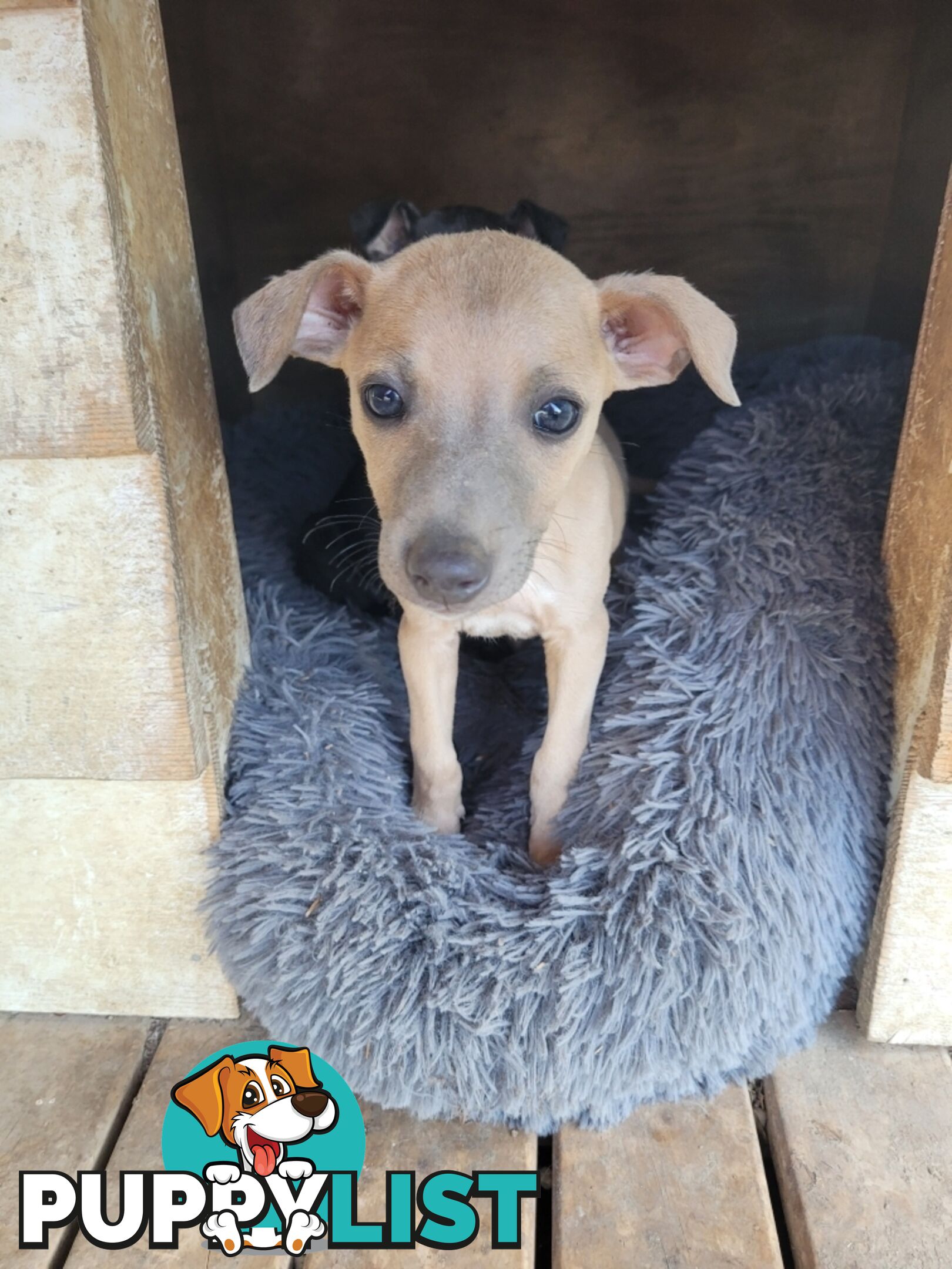 Family Friendly Purebred Whippet Puppies