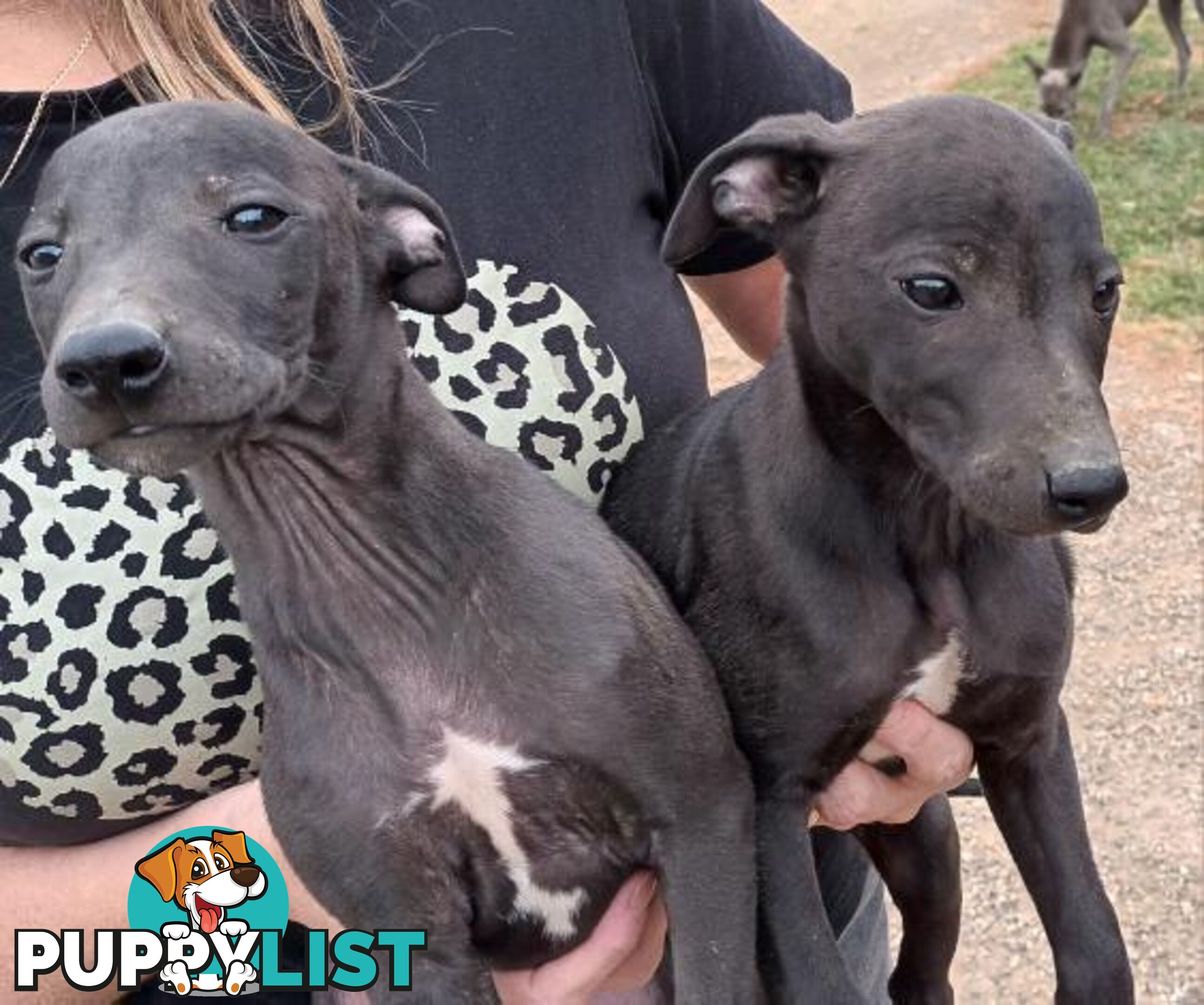 Family Friendly Purebred Whippet Puppies