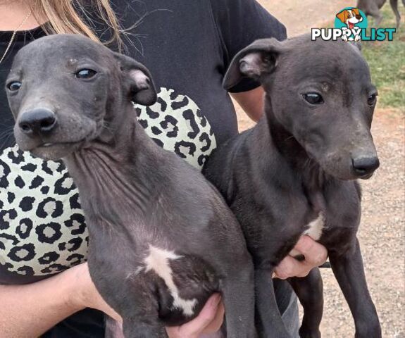 Family Friendly Purebred Whippet Puppies