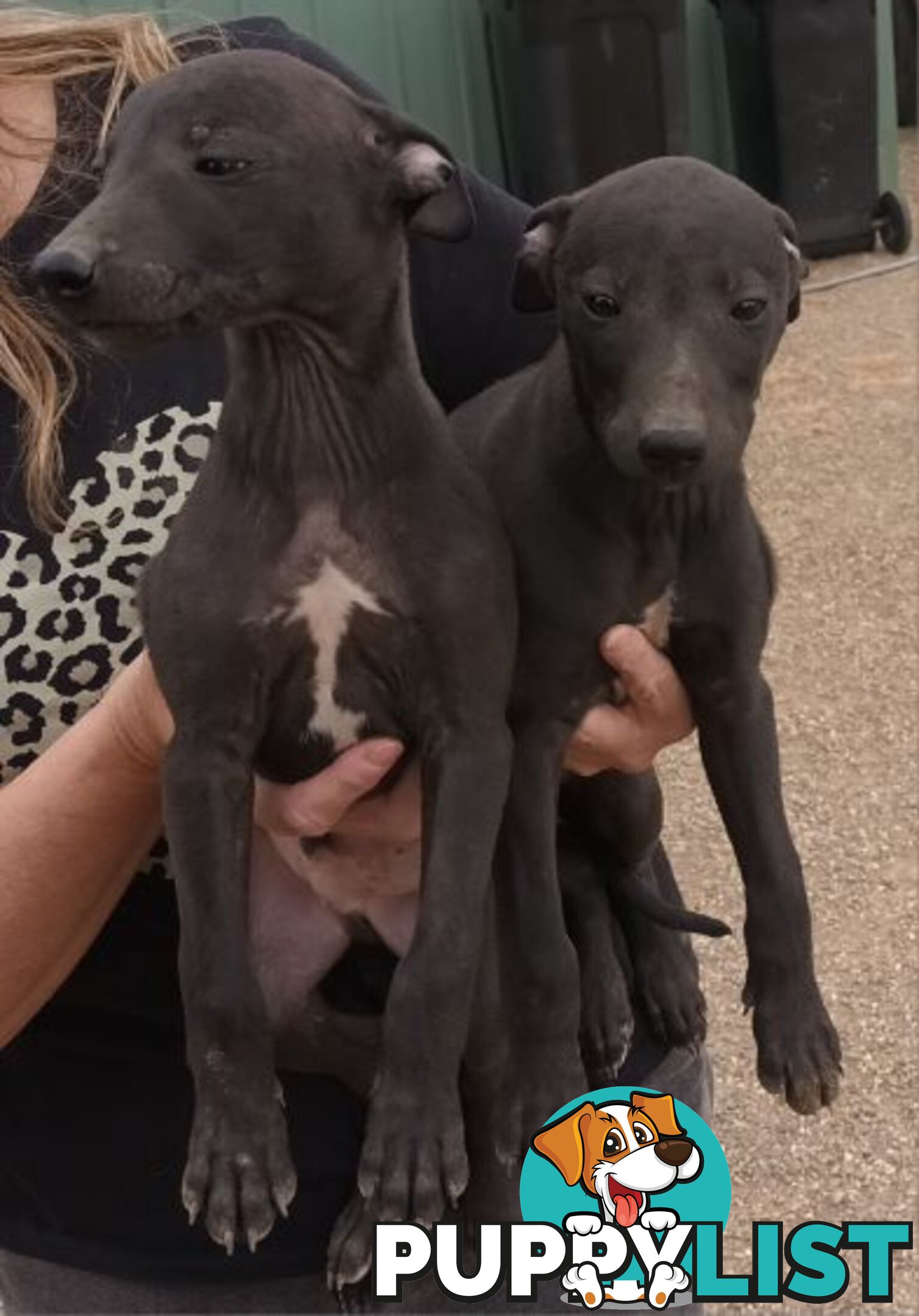 Family Friendly Purebred Whippet Puppies