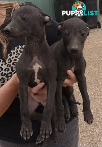 Family Friendly Purebred Whippet Puppies