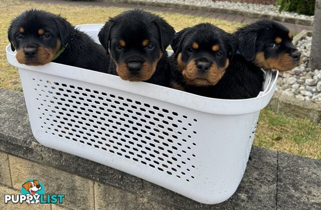 GERMAN PUREBREED ROTTWEILERS