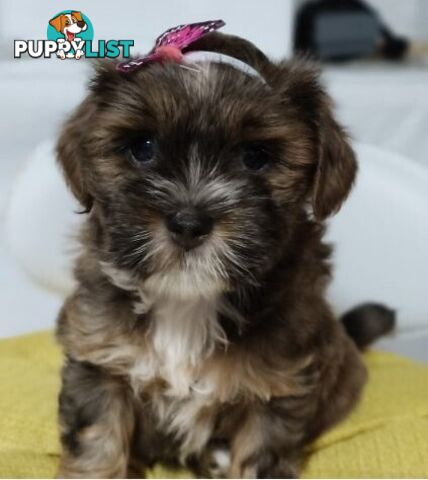 For Sale 6 Beautiful Cavoodle x Maltese shih Tzu