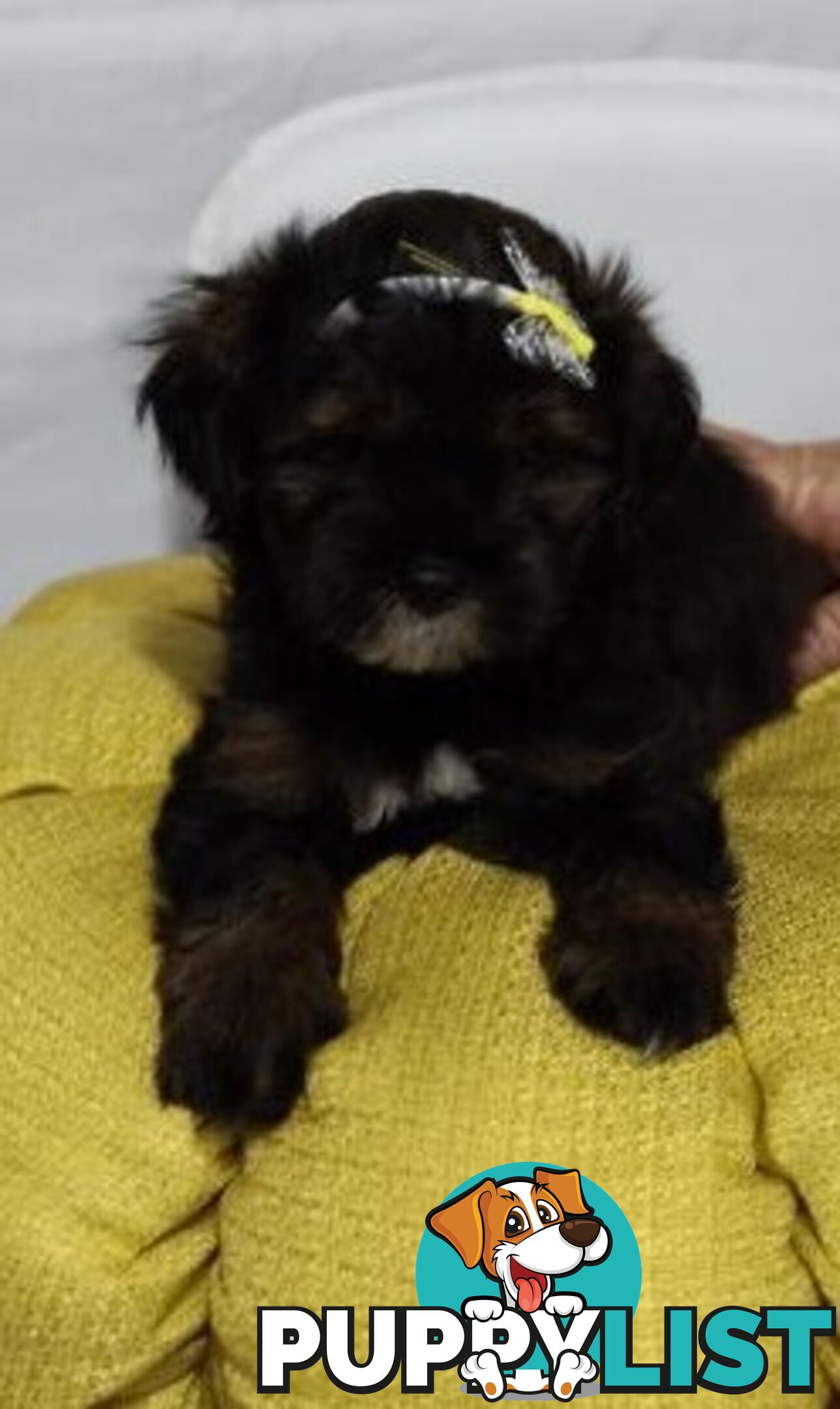 For Sale 6 Beautiful Cavoodle x Maltese shih Tzu