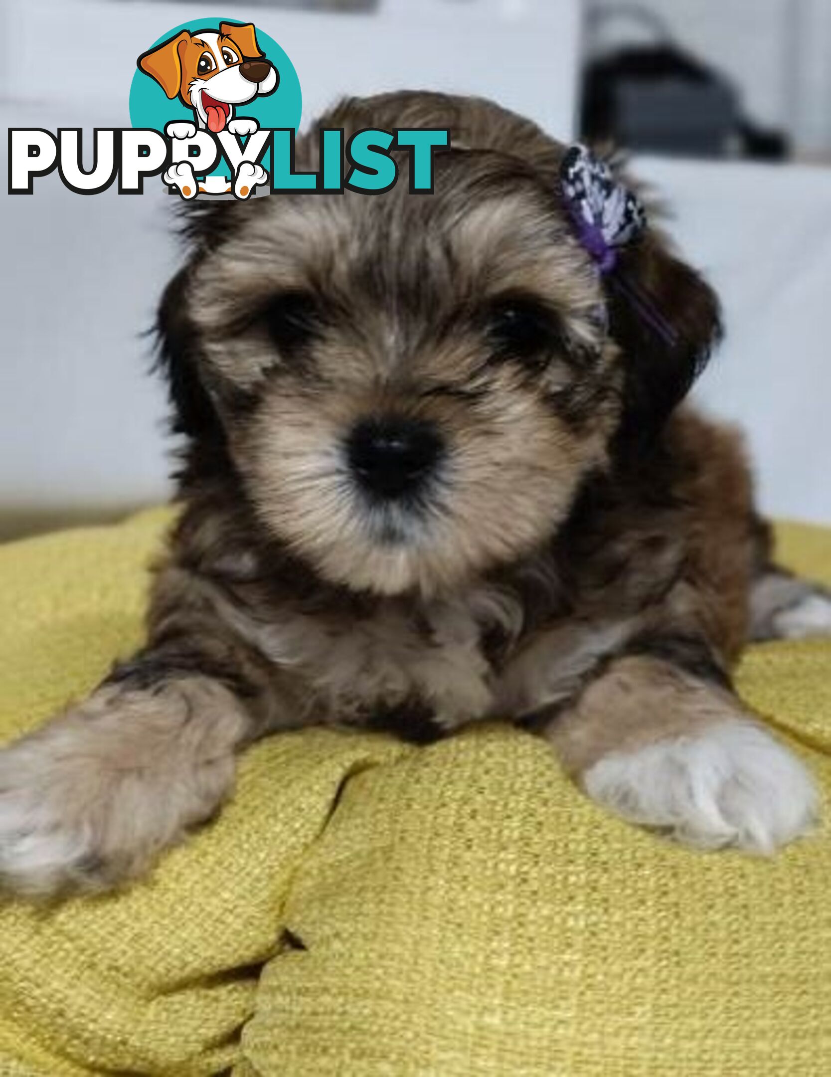 For Sale 6 Beautiful Cavoodle x Maltese shih Tzu