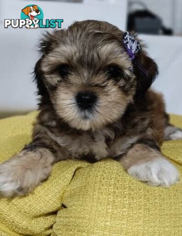 For Sale 6 Beautiful Cavoodle x Maltese shih Tzu