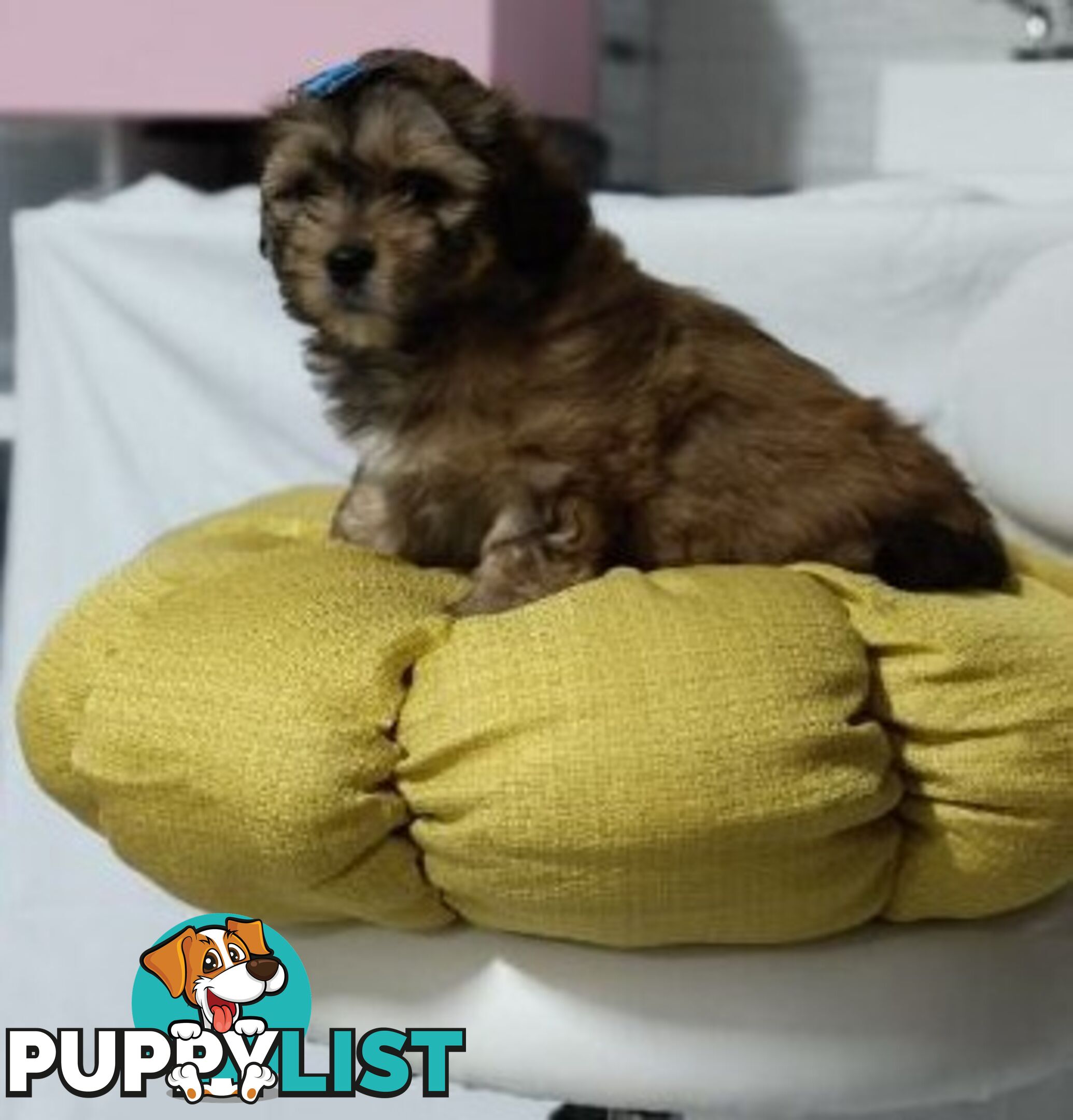 For Sale 6 Beautiful Cavoodle x Maltese shih Tzu