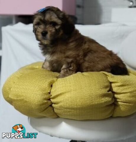 For Sale 6 Beautiful Cavoodle x Maltese shih Tzu