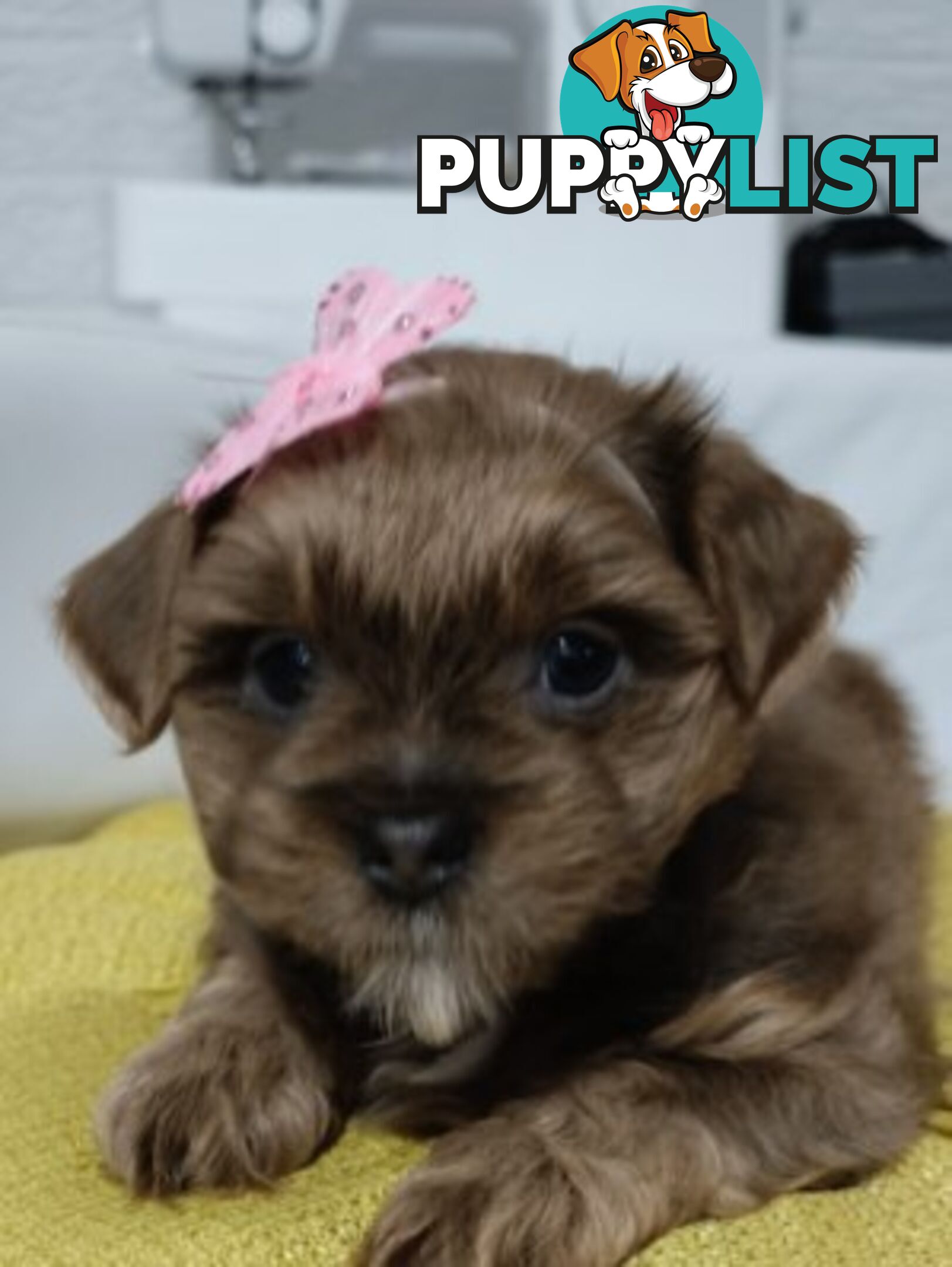 For Sale 6 Beautiful Cavoodle x Maltese shih Tzu