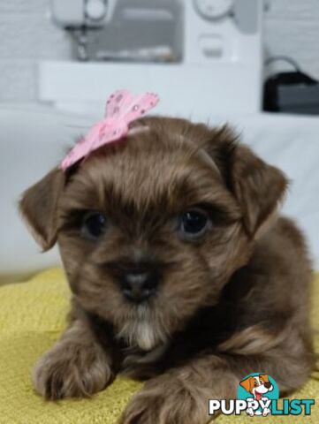 For Sale 6 Beautiful Cavoodle x Maltese shih Tzu