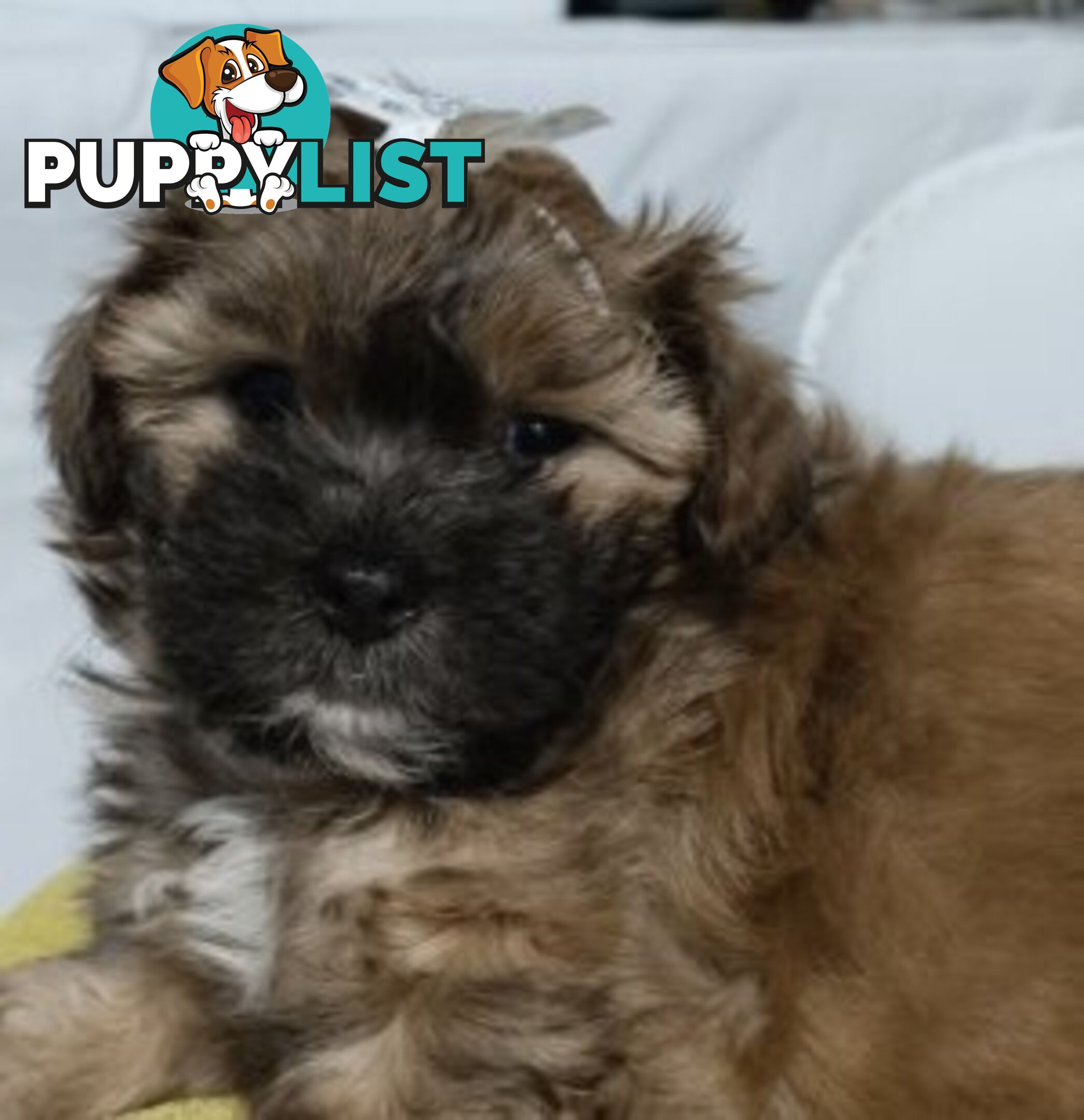 For Sale 6 Beautiful Cavoodle x Maltese shih Tzu