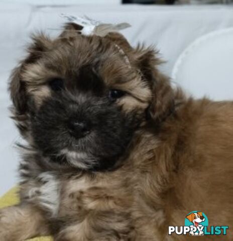 For Sale 6 Beautiful Cavoodle x Maltese shih Tzu