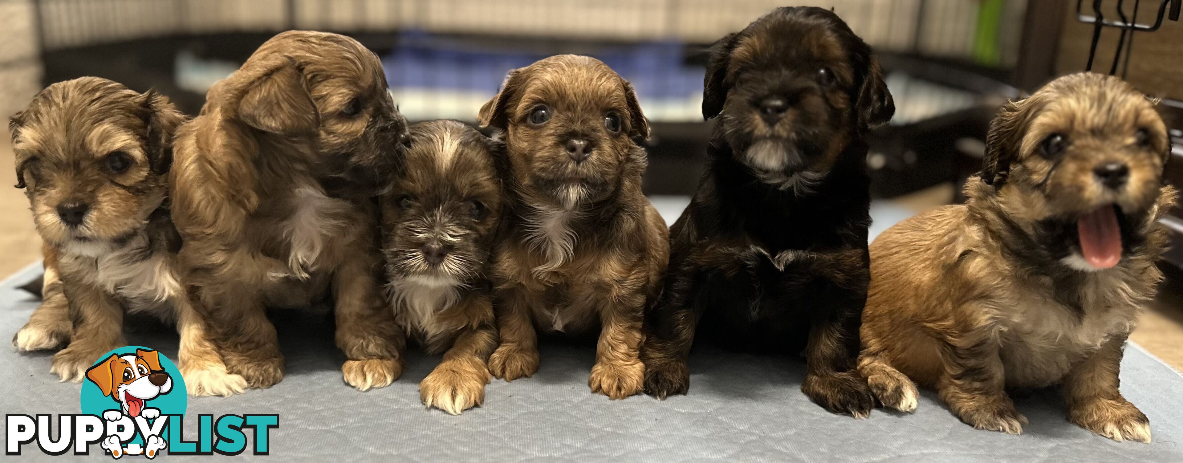 For Sale 6 Beautiful Cavoodle x Maltese shih Tzu