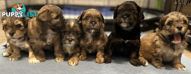 For Sale 6 Beautiful Cavoodle x Maltese shih Tzu